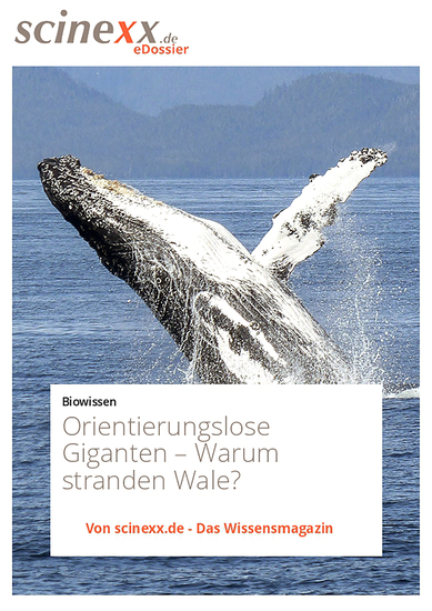Orientierungslose Giganten - Warum stranden Wale? - cover