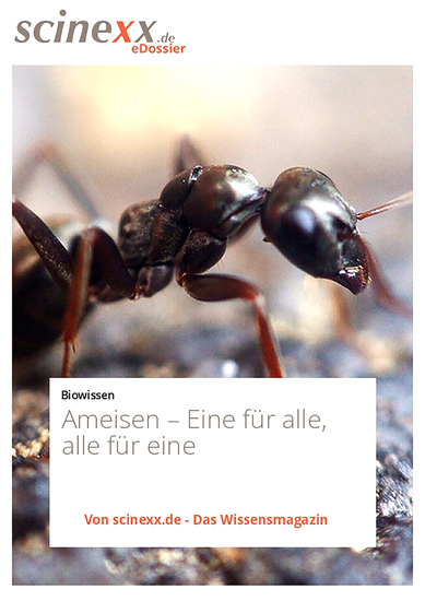 Ameisen - Eine für alle alle für eine - cover