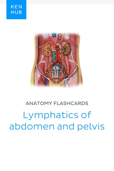 Anatomy flashcards: Lymphatics of abdomen and pelvis - Learn all organs on the go - cover