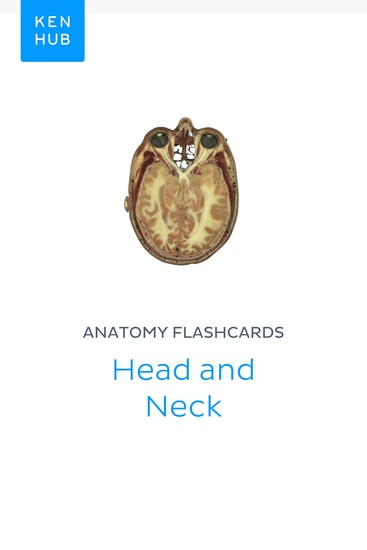 Anatomy flashcards: Head and Neck - Learn all cadaveric on the go - cover