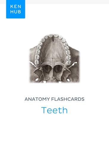 Anatomy flashcards: Teeth - Learn all nerves arteries and teeth on the go - cover