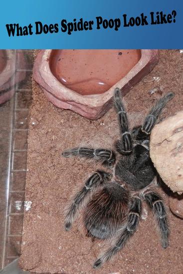What Does Spider Poop Look Like? - cover