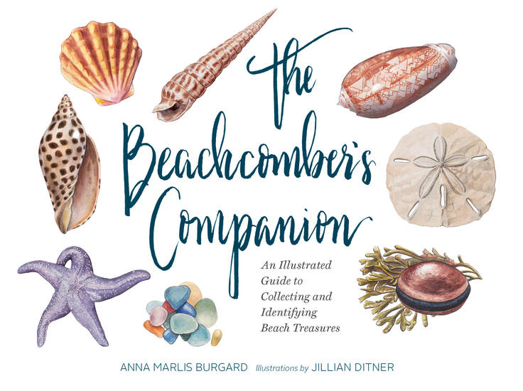 The Beachcomber's Companion - An Illustrated Guide to Collecting and Identifying Beach Treasures - cover