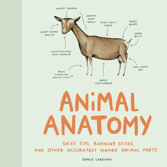 Animal Anatomy - Sniff Tips Running Sticks and Other Accurately Named Animal Parts - cover