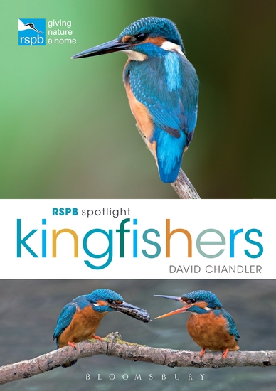 RSPB Spotlight Kingfishers - cover