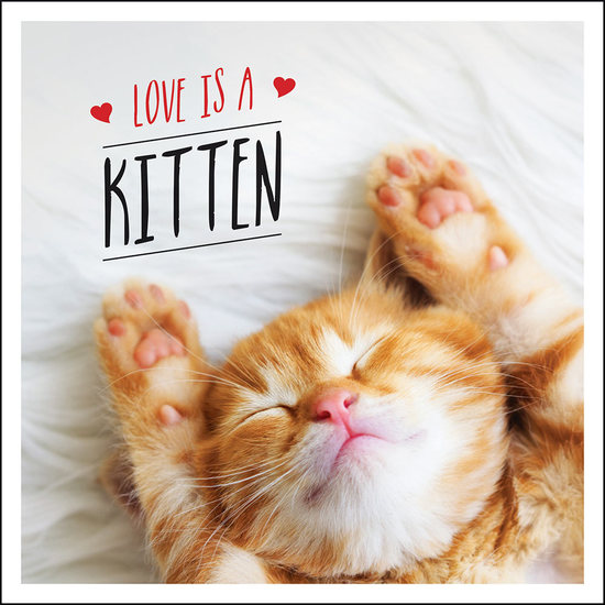 Love is a Kitten - A Cat-Tastic Celebration of the World's Cutest Kittens - cover