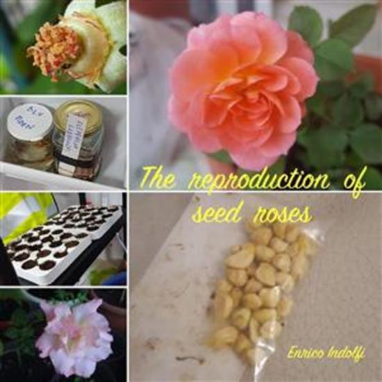 The reproduction of seed roses - cover