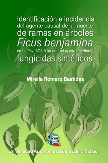 Identificación e incidencia del agente causal de la muerte de ramas en árboles - Ficus benjamina en La Paz Baja California Sur y su control in vitro mediante fungicidas sintéticos - cover
