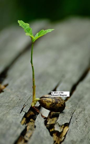 Is also a life - cover