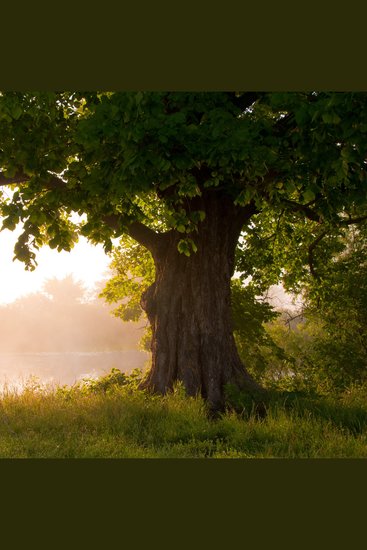 Дерево - Сказка для засыпания - cover