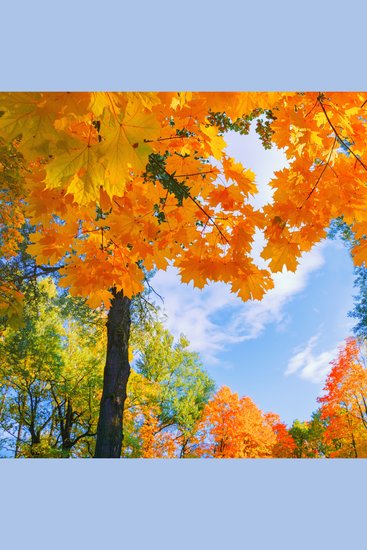 Любов повсюду - Сказка для засыпания - cover