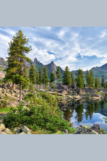 Лесная сага - Сказка для засыпания - cover