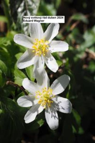 Nový světový řád duben 2024 - cover