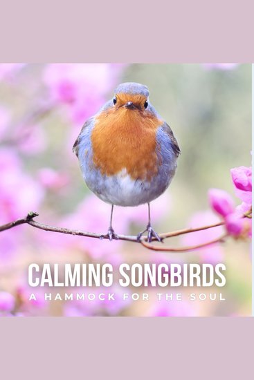 Calming Songbirds: A Hammock for the Soul - Nature Sounds Recording Of Bird Calls - A Songbird Concert - cover