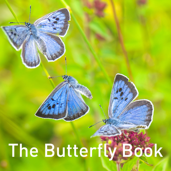 The Butterfly Book - cover