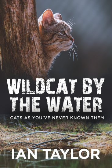 Wildcat By The Water - Cats As You've Never Known Them - cover