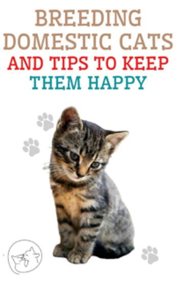 Breeding Domestic Cats and Tips to Keep Them Happy - The best guide for you to understand and love your cat - cover