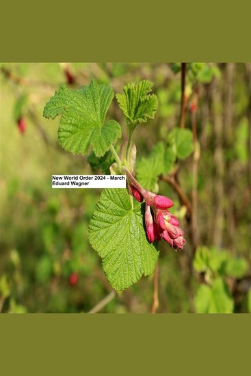 New World Order 2024 March - cover