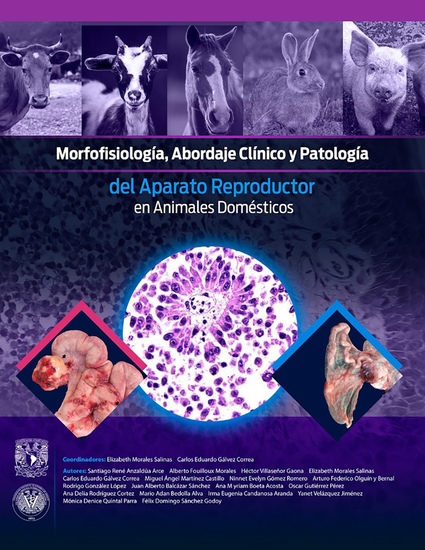 Morfofisiología abordaje clínico y patología del aparato reproductor en animales domésticos - cover