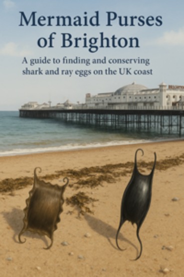 Mermaid purses of Brighton - A guide to finding and conserving shark and ray eggs on the UK coast - cover