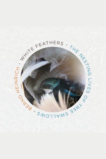 White Feathers - The Nesting Lives of Tree Swallows - cover