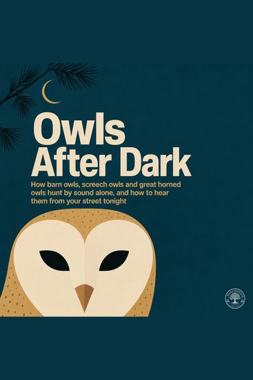 Owls After Dark - How Barn Owls Screech Owls and Great Horned Owls Hunt by Sound Alone and How to Hear Them from Your Street Tonight - cover